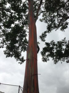 maturing eucalyptus tree