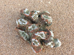 jingle bell, jingle bell, jingle bell (coral) rock