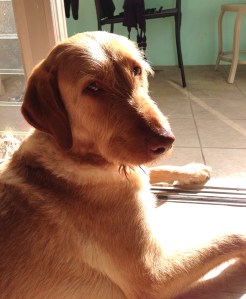 cool tile, hot sun, happy dog
